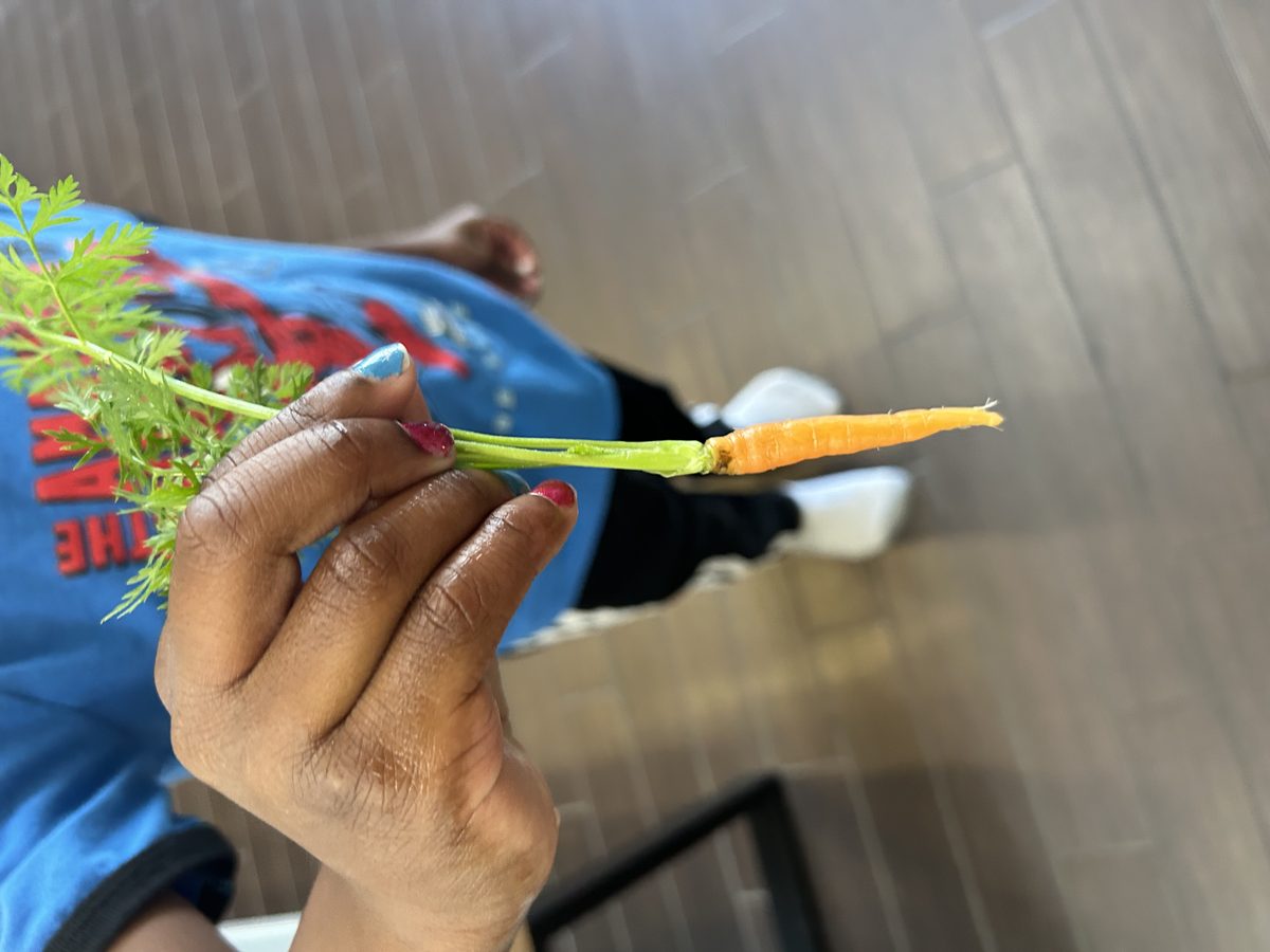 Child holding a small carrot they harvested